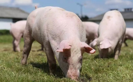 感染非瘟后的康复猪能留吗？复养理论上能够成功！